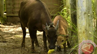 Babi Rusa & Anoa di Taman Nasional Lore Lindi Kian Berkurang