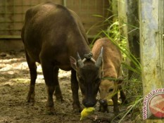 Babi Rusa & Anoa di Taman Nasional Lore Lindi Kian Berkurang