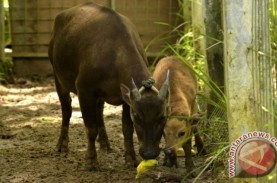 Babi Rusa & Anoa di Taman Nasional Lore Lindi Kian…