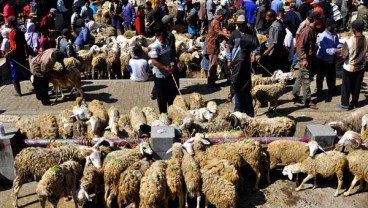 Harumnya Bisnis Domba Kambing di Tengah Pandemi