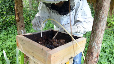 Harga Madu Lebah Lelulut di Aceh Mencapai Rp600.000 Per Kilogram