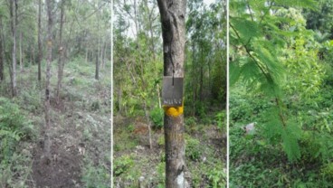 Mengembalikan Keharuman Kayu Cendana Indonesia