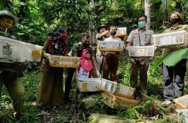 Petugas Gagalkan Aksi Penyelundupan Burung, Begini Modusnya