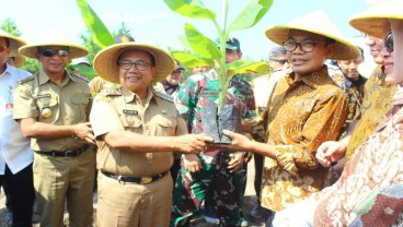 Petani Blitar Didorong Mengembangkan Pisang Cavendish