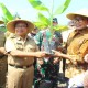 Petani Blitar Didorong Mengembangkan Pisang Cavendish