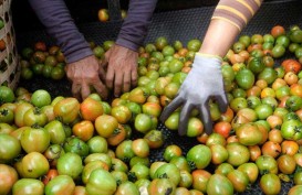 Akibat Pandemi, Harga Sayuran di Bandung Merosot