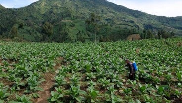 Bupati Temanggung Larang Pejabatnya ‘Berbisnis’ Tembakau