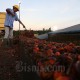 Produksi Kebun Sawit Sumsel Merosot Hingga 60%