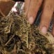 Aturan Soal Ganja Jadi Tanaman Obat Dicabut Sementara