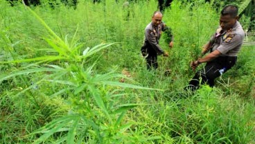 Ganja Jadi Tanaman Obat, Kementan Libatkan BNN hingga LIPI