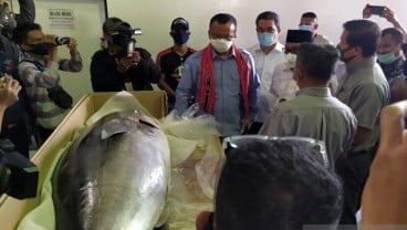 2,22 Ton Ikan Tuna Segar Maluku Diekspor ke Jepang