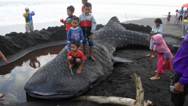 Foto-Foto Hiu Paus 9 Meter Seberat 2 Ton Mati Terdampar di Jember