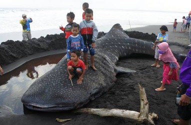 Foto-Foto Hiu Paus 9 Meter Seberat 2 Ton Mati Terdampar di Jember