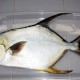 Batam Sukses Produksi Massal Benih Ikan Bawal Hibrida