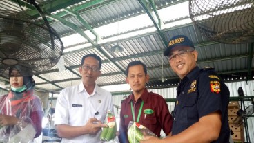 Pemkab Blitar Kembangkan Sentra Tanaman Pisang Cavendish Rakyat