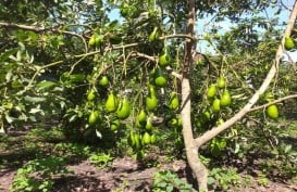 Pemkab Blitar Kembangkan Klaster Alpukat Unggul Lokal