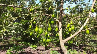 Pemkab Blitar Kembangkan Klaster Alpukat Unggul Lokal