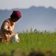 Kartu Tani untuk Pupuk Berlaku Efektif Hari Ini, Petani Ramai-ramai Menolak