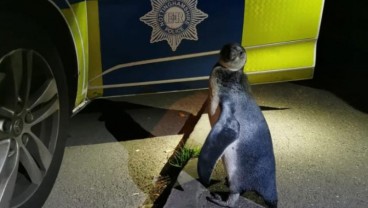 Penguin Jalan-jalan Keliling Desa, Malah Ketemu Polisi