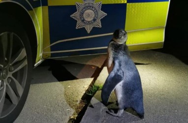 Penguin Jalan-jalan Keliling Desa, Malah Ketemu Polisi