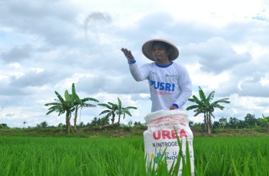 Nilai Tukar Petani Naik 0,56 Persen, Hortikultura dan Peternakan Turun