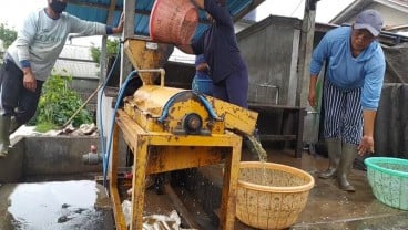 Petani Kopi di Bali Mengolah Green Bean untuk Tingkatkan Kualitas