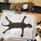 Sedih, Seekor Harimau Sumatra Mati Akibat Terjerat Kawat di Leher