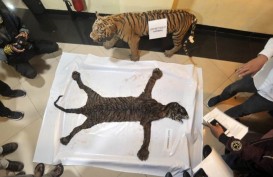 Sedih, Seekor Harimau Sumatra Mati Akibat Terjerat Kawat di Leher