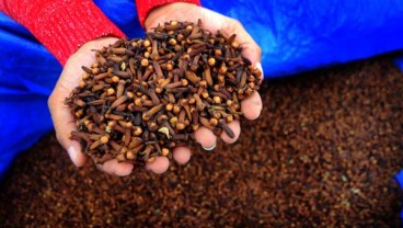 Panen Raya Cengkeh tak Terserap Pasar, Petani Buleleng Menjerit