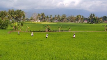 Asuransi Usaha Tani Padi di Ranah Minang Kurang Dimanfaatkan