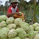 Harga Sayuran Anjlok, ASN Jateng Dikerahkan Beli Sayur Petani