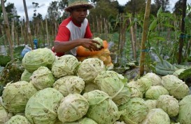 Harga Sayuran Anjlok, ASN Jateng Dikerahkan Beli Sayur Petani