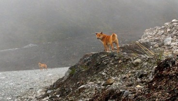 Anjing Bernyanyi yang Sudah Punah Kini Muncul Kembali