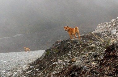 Anjing Bernyanyi yang Sudah Punah Kini Muncul Kembali