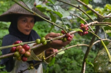 Indonesia Ingin Menjadi Produsen Kopi Nomor 2 Dunia Kembali