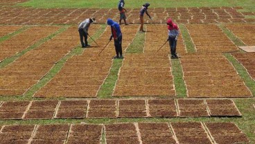 Polemik Tarif Cukai Rokok, Roadmap Industri Tembakau Perlu Segera Dituntaskan