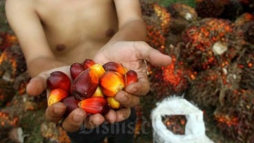 Harga CPO di Jambi Turun Rp332 per Kilogram