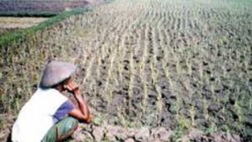 Pupuk Subsidi Kurang, 552.000 Ha Sawah di Sumbar Terancam Gagal Tanam