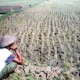 Pupuk Subsidi Kurang, 552.000 Ha Sawah di Sumbar Terancam Gagal Tanam