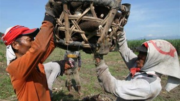 Riau Impor 40.000 Ton Ubi Kayu untuk Kebutuhan Industri