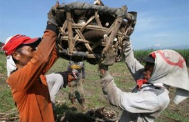 Riau Impor 40.000 Ton Ubi Kayu untuk Kebutuhan Industri