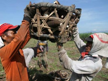 Riau Impor 40.000 Ton Ubi Kayu untuk Kebutuhan Industri