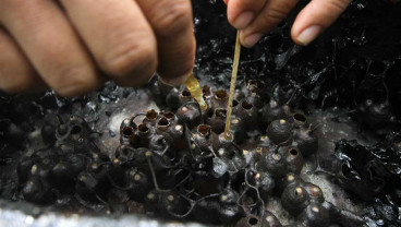 Permintaan Madu Lebah Kelulut Meningkat di Tengah Pandemi Covid-19