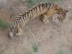 Viral Video Harimau Kurus, Ini Kondisi Kesehatannya