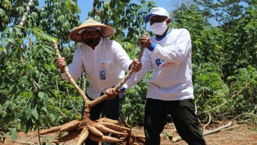 Pusri Kembangkan Pupuk NPK untuk Singkong