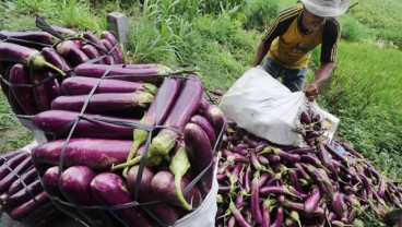 Jaga Rantai Pasokan, SayurBox Serap Produksi Petani