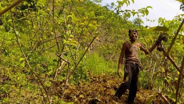  KOMODITAS GAMBIR SUMATRA BARAT : Petani Tidak Kantongi Untung