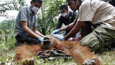 Perlindungan Terbaik bagi Orangutan adalah Mempertahankan Habitatnya