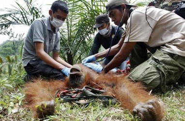 Perlindungan Terbaik bagi Orangutan adalah Mempertahankan Habitatnya