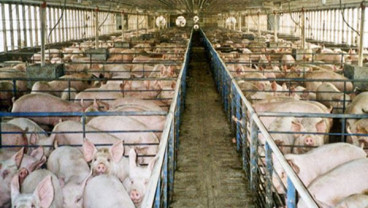 Harga Babi di Bali Mencapai Rp40.000/Kg Menjelang Galungan